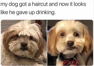 Funny Animal Memes With Captions Dog Haircut
