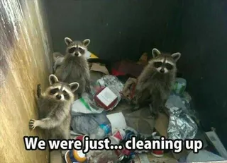 Funny Animal Memes With Captions Clean Up Crew
