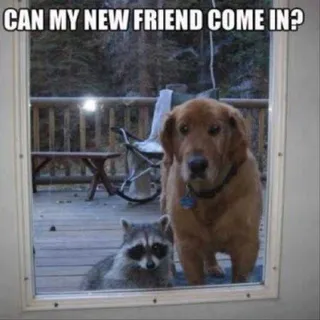 Funny Animal Memes With Captions Best Pals