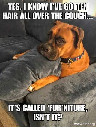 Top 30 Funny Animal Memes Of The Day 5Fcf94De1Bb4A