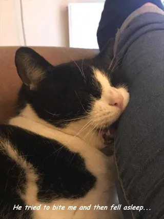 Funny Animal Memes With Captions Like Sleeping Beauty