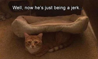 Funny Cat Memes With Caption Cat Bed Abuse