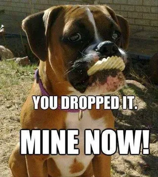 Funny Dog Memes With Caption 5 Second Rule