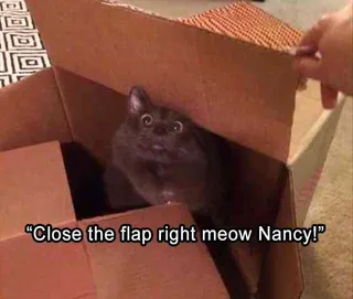Funny Cat Memes With Caption Happy Place