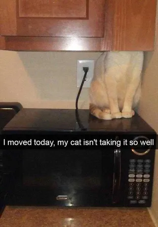Funny Animal Memes With Caption Creature Of Habit Not Happy