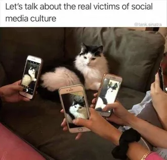 Animal Memes Pictures  Victims