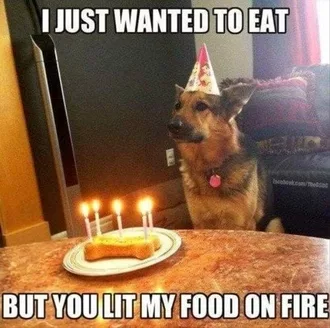 Animal Memes Picture  Food On Fire