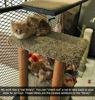 Animal Memes Pictures  Cat Library