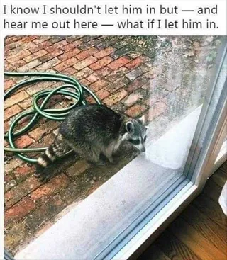 Animal Memes Pictures What If