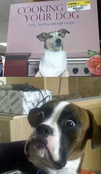 Comical Animal Pictures  Cooking Your Dog