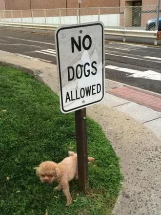 Comical Animal Pictures  Antiauthority Dog