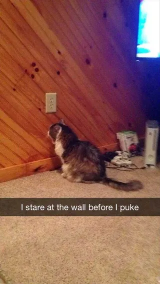 Comical Animal Pictures The Optical Illusion Pattern