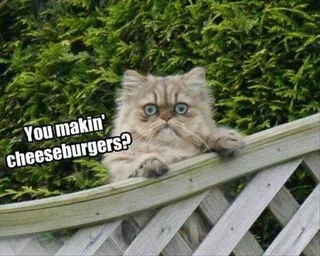 Comical Animal Pictures Cheeseburgers