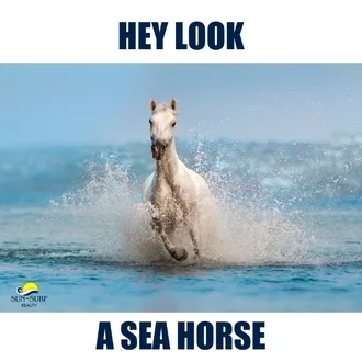 Beach-Memes-Seahorse Beach Memes Neigh