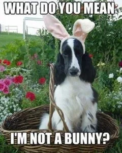 Funny Animal Easter Memes