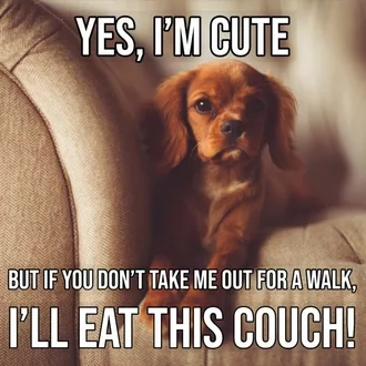 20 Cute And Funny Dog Memes For Pet Lovers