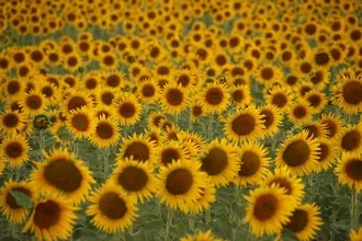 Campos De Girasoles By Cosmincalindediu 5D482Dead1B04 880