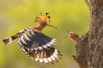 Hoopoe Bird Family By Naingtunwinbagan 5D482E29Dddab 880