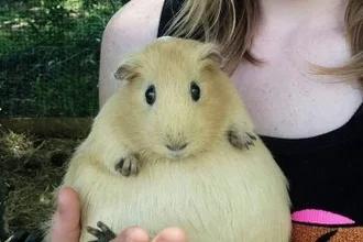 30 Extremely Adorable And Cute Pregnant Animals
