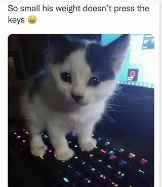 30 Insanely Funny Cat Memes For True Cat Enthusiasts