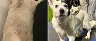 Dogs Losing Weight Before After 52 64F04F4De75Cc 700