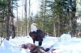 Crazy Trail Cam Pics (4)