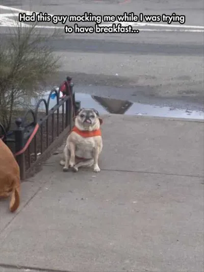 Dog Mocking Me