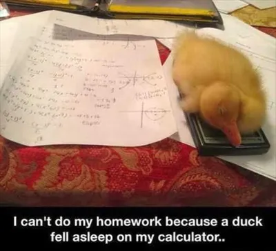 Duck Sleeping On Calculator