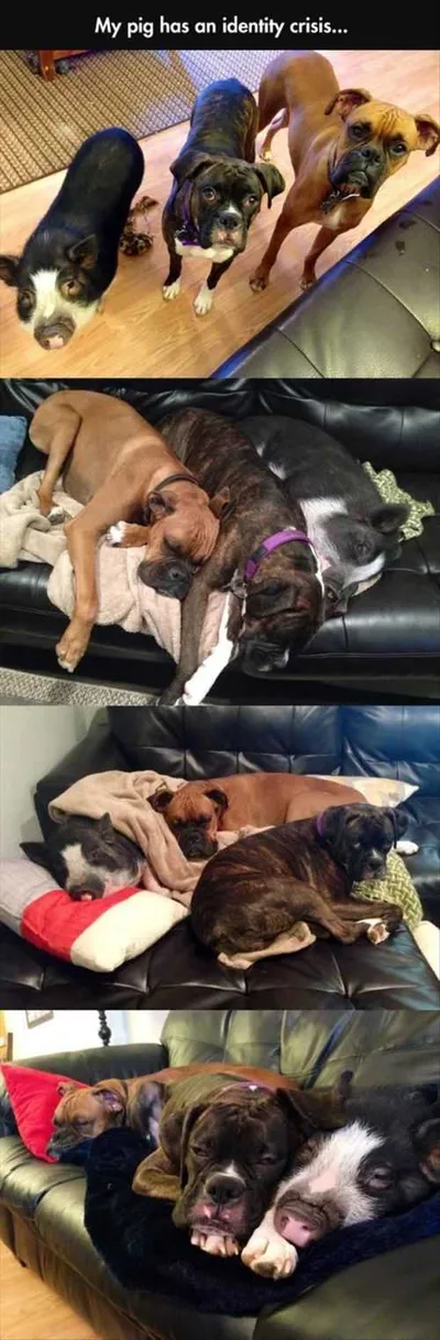 Pig Thinks He Is A Dog