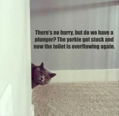 Yorkie Stuck In Toilet Funny Cat Funny Pictures And Quotes Of The Week 