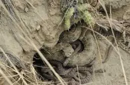 Rattlesnake Den In Montana Featured