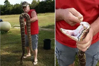 Giant Diamondback Rattlesnake Caught In Arkansas Picture 1