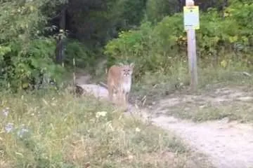 Guy Comes Face To Face With A Mountain Lion Featured