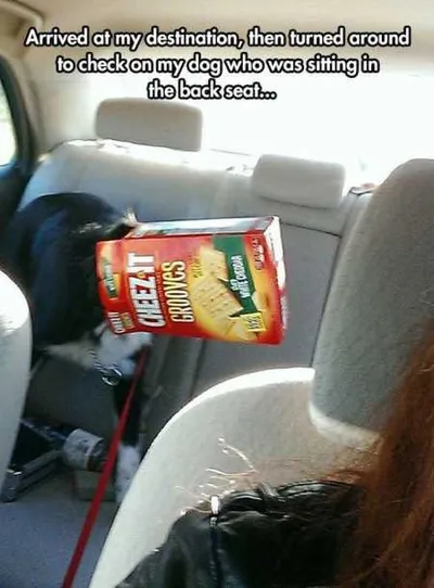 Hilarious Animal Pictures 501