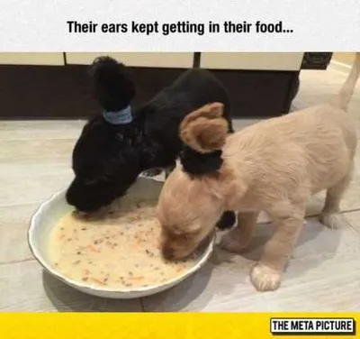 Hilarious Animal Pictures 504