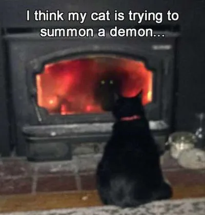 Hilarious Animal Pictures 507