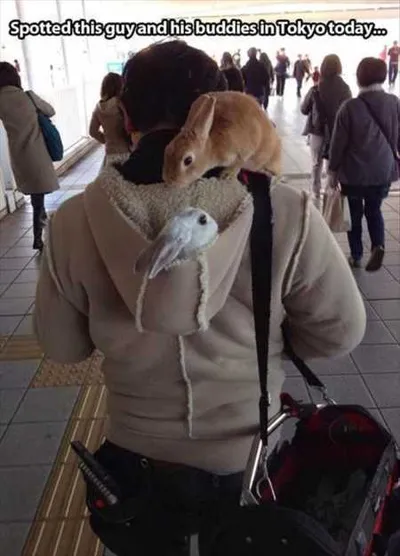 Hilarious Animal Pictures 508