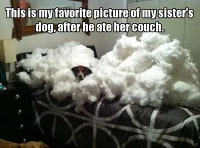 Hilarious Animal Pictures 510