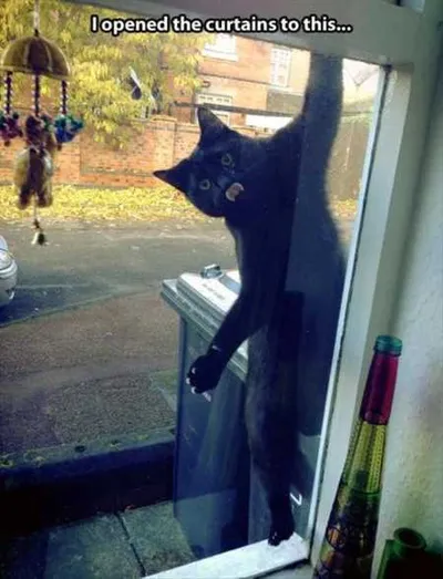 Hilarious Animal Pictures 512