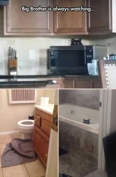 Hilarious Animal Pictures 513