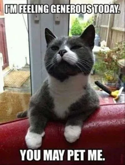 Hilarious Animal Pictures 515