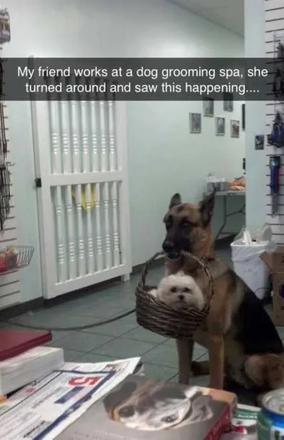 Hilarious Animal Pictures 516