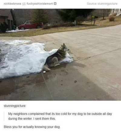 Hilarious Animal Pictures 519