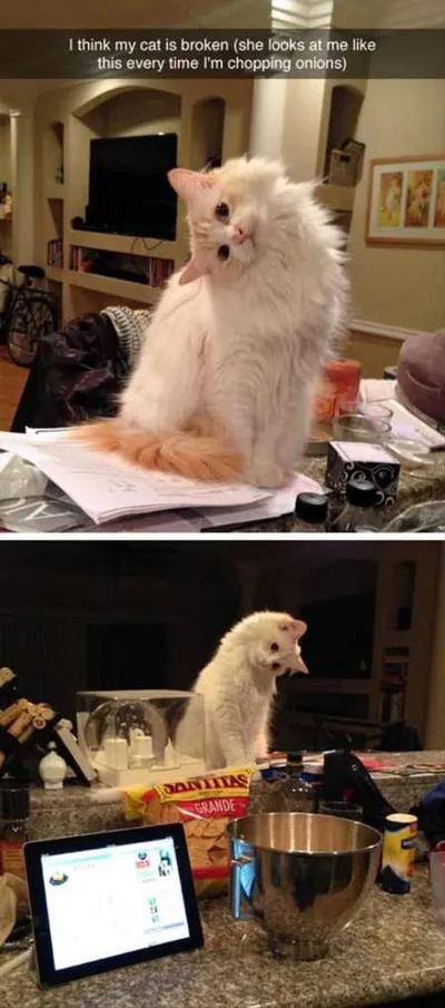 Hilarious Animal Pictures 521