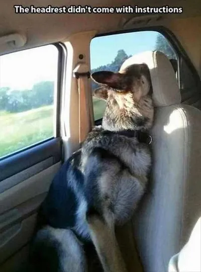 Hilarious Animal Pictures 522