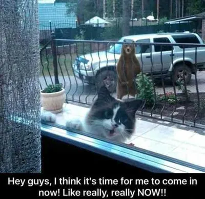 Hilarious Animal Pictures 524