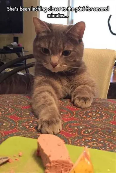 Hilarious Animal Pictures 529