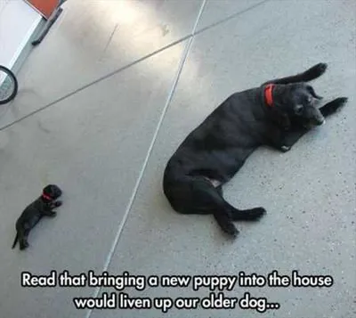 Hilarious Animal Pictures 530