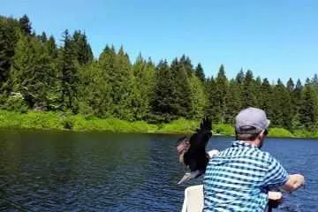 When A Bald Eagle Swoops Down And Steals Your Fish Featured