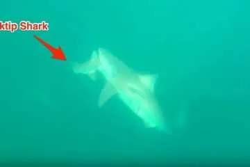 Florida Shark Bites Another Shark In Half Featured
